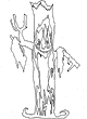 Ruoidna